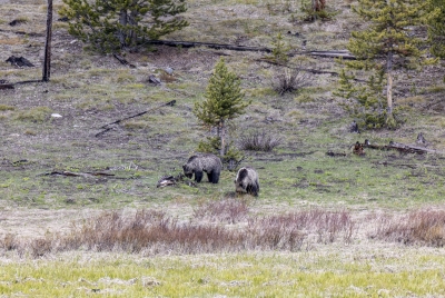 Obsidian with Cubs Yellowstone May 2025